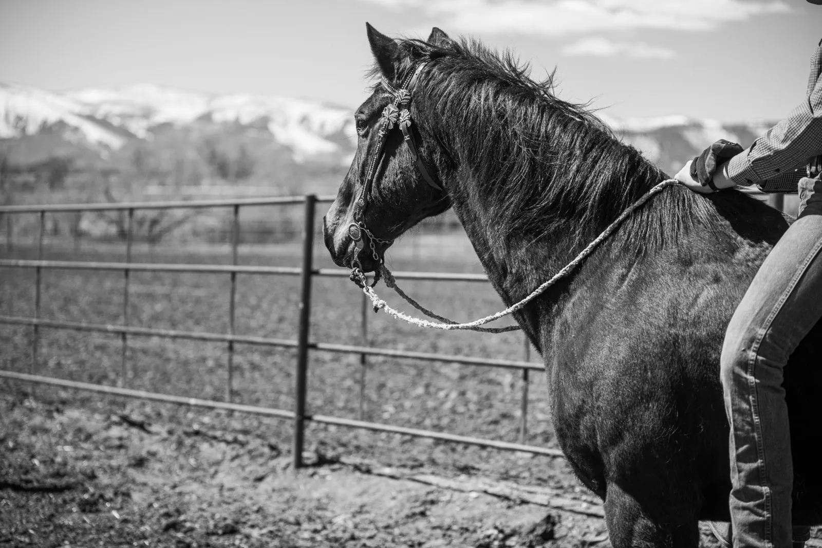 Black-and-white photograph of a rider roping a calf in a ranch arena.