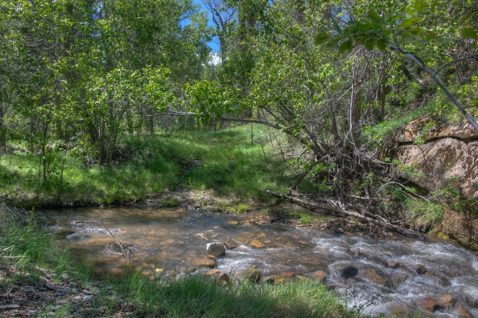 Clear mountain creek flowing through dense green forest near Cuchara.