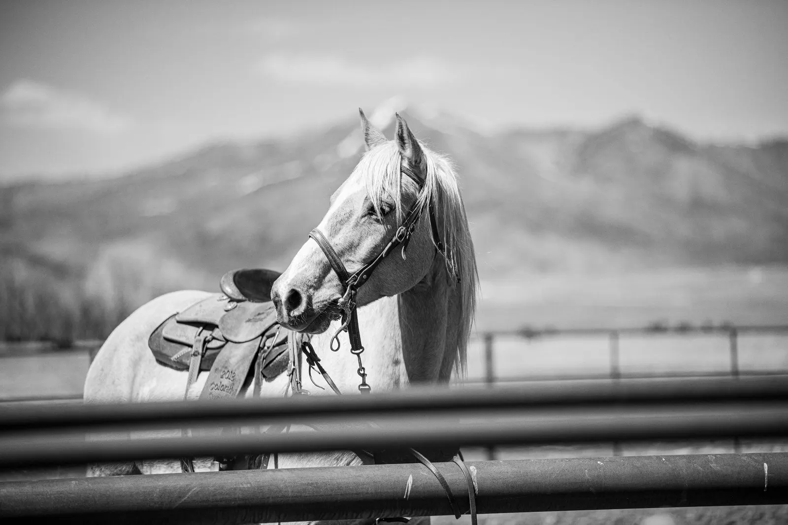 Historic black-and-white photograph of a saddled horse near La Veta.