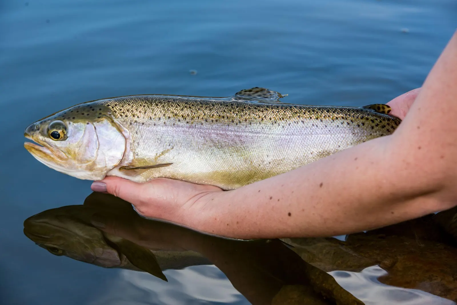 Angler holding a rainbow trout above blue water.